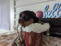 Banjo, a male Yorkshire Terrier for sale in Loogootee, IN – Photo 2 of 10