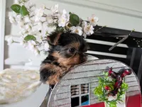 Banjo, a male Yorkshire Terrier for sale in Loogootee, IN – Photo 9 of 10