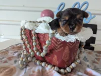 Banjo, a male Yorkshire Terrier for sale in Loogootee, IN – Photo 10 of 10