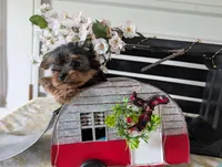 Banjo, a male Yorkshire Terrier for sale in Loogootee, IN – Photo 8 of 10