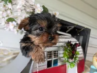 Banjo, a male Yorkshire Terrier for sale in Loogootee, IN – Photo 1 of 10