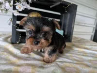 Banjo, a male Yorkshire Terrier for sale in Loogootee, IN – Photo 2 of 10