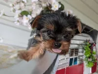 Banjo, a male Yorkshire Terrier for sale in Loogootee, IN – Photo 5 of 10