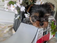 Banjo, a male Yorkshire Terrier for sale in Loogootee, IN – Photo 3 of 10