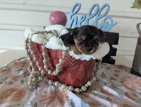 Banjo, a male Yorkshire Terrier for sale in Loogootee, IN – Photo 3 of 10