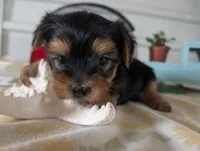 Buckley , a male Yorkshire Terrier for sale in Loogootee, IN – 3 of 10