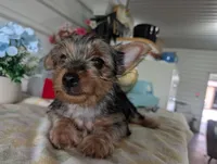 Cane, a male Yorkshire Terrier for sale in Loogootee, IN – 9 of 10