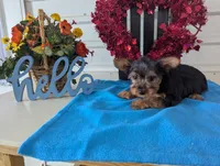 Cookie, a male Yorkshire Terrier for sale in Loogootee, IN – Photo 10 of 10