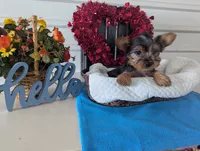 Cookie, a male Yorkshire Terrier for sale in Loogootee, IN – Photo 6 of 10