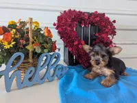 Cookie, a male Yorkshire Terrier for sale in Loogootee, IN – Photo 4 of 10