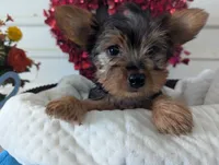Cookie, a male Yorkshire Terrier for sale in Loogootee, IN – Photo 1 of 10