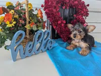 Cookie, a male Yorkshire Terrier for sale in Loogootee, IN – Photo 2 of 10