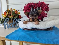 Cookie, a male Yorkshire Terrier for sale in Loogootee, IN – Photo 9 of 10