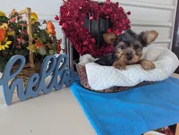 Cookie, a male Yorkshire Terrier for sale in Loogootee, IN – Photo 5 of 10