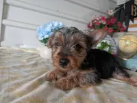 Cane, a male Yorkshire Terrier for sale in Loogootee, IN – 2 of 10