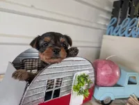Chloe, a female Yorkshire Terrier for sale in Loogootee, IN – 2 of 10