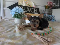 Chloe, a female Yorkshire Terrier for sale in Loogootee, IN – 9 of 10