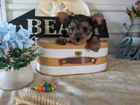Chloe, a female Yorkshire Terrier for sale in Loogootee, IN – 6 of 10