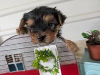 Brooks, a male Yorkshire Terrier for sale in Loogootee, IN – 7 of 10