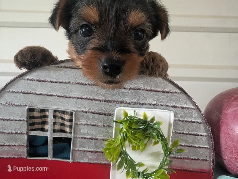 Chloe – Yorkshire Terrier puppy for sale in Loogootee, IN