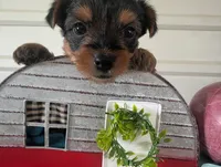 Chloe, a female Yorkshire Terrier for sale in Loogootee, IN – 1 of 10