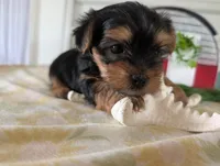 Buckley , a male Yorkshire Terrier for sale in Loogootee, IN – 1 of 10
