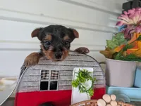 Cane, a male Yorkshire Terrier for sale in Loogootee, IN – 2 of 10