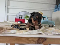 Cooper, a male Yorkshire Terrier for sale in Loogootee, IN – 7 of 10