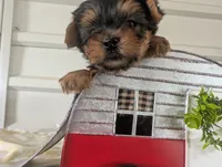Brooks, a male Yorkshire Terrier for sale in Loogootee, IN – 1 of 10