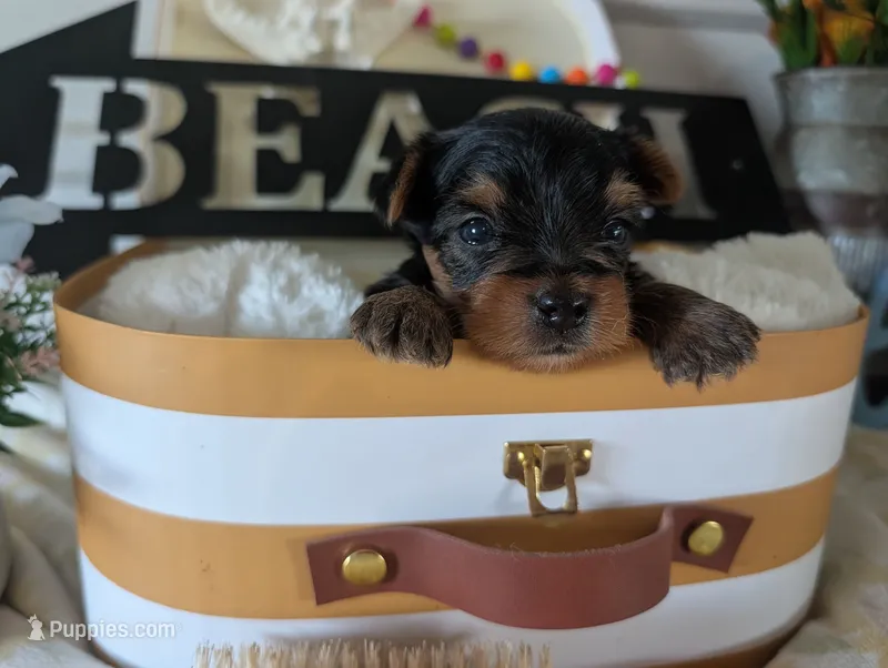 Preston – Yorkshire Terrier puppy for sale in Loogootee, IN