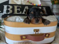 Preston, a male Yorkshire Terrier for sale in Loogootee, IN – 1 of 9