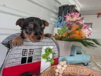 Cane, a male Yorkshire Terrier for sale in Loogootee, IN – 8 of 10