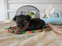 Cora, a female Yorkshire Terrier for sale in Loogootee, IN – 5 of 10