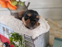Xyla, a female Yorkshire Terrier for sale in Loogootee, IN – 7 of 10