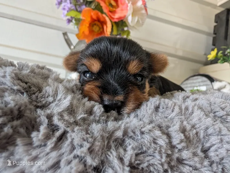Xyla – Yorkshire Terrier puppy for sale in Loogootee, IN