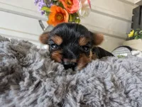 Xyla, a female Yorkshire Terrier for sale in Loogootee, IN – 1 of 10