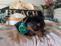Preston, a male Yorkshire Terrier for sale in Loogootee, IN – 8 of 9