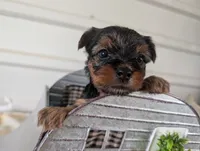Cora, a female Yorkshire Terrier for sale in Loogootee, IN – 8 of 10