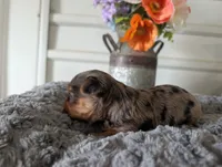 Xander, a male Yorkshire Terrier for sale in Loogootee, IN – 2 of 10