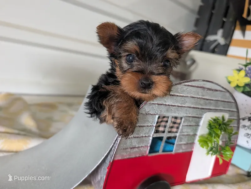 Paxton – Yorkshire Terrier puppy on hold in Loogootee, IN