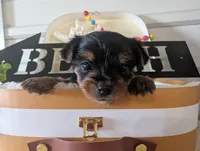 Princess, a female Yorkshire Terrier for sale in Loogootee, IN – 10 of 10