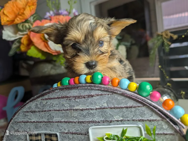 Xander – Yorkshire Terrier puppy for sale in Loogootee, IN