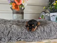 Xyla, a female Yorkshire Terrier for sale in Loogootee, IN – 3 of 10