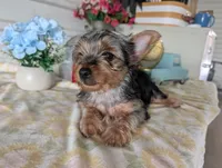 Cane, a male Yorkshire Terrier for sale in Loogootee, IN – 8 of 10