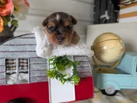 Xander, a male Yorkshire Terrier for sale in Loogootee, IN – 3 of 10
