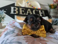 Paxton, a male Yorkshire Terrier for sale in Loogootee, IN – 7 of 10