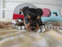 Chloe, a female Yorkshire Terrier for sale in Loogootee, IN – 8 of 10