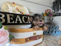 Brooks, a male Yorkshire Terrier for sale in Loogootee, IN – 2 of 10