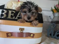 Brooks, a male Yorkshire Terrier for sale in Loogootee, IN – 3 of 10