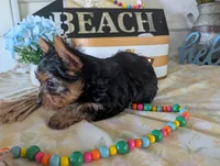 Buckley, a male Yorkshire Terrier for sale in Loogootee, IN – 9 of 9